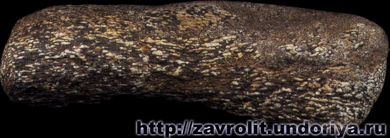 Кость динозавра. Завролит - это ископаемая кость древнего морского ящера или сухопутного динозавра. Ульяновск, Россия